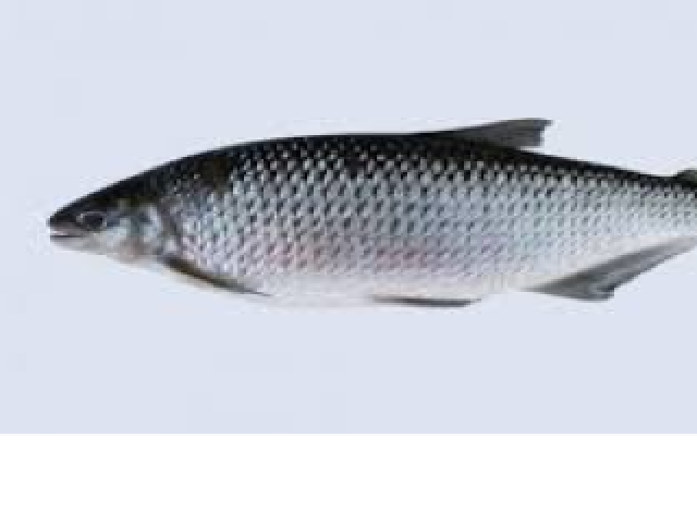 peixe