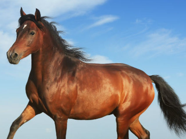 Cavalo
