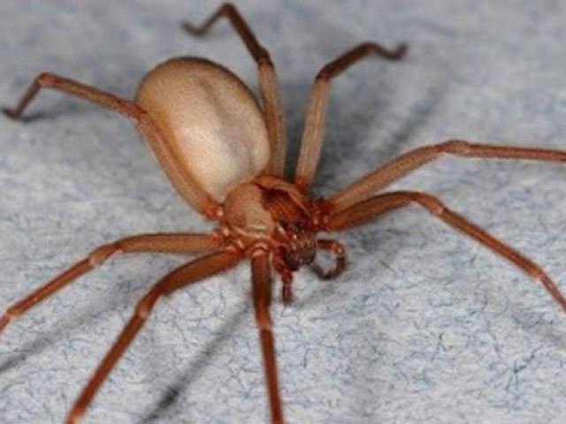 Aranhas (Aracnofobia)