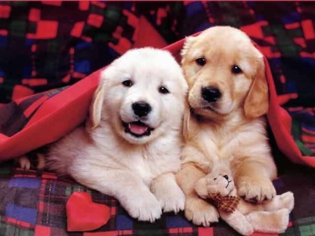 Cachorro