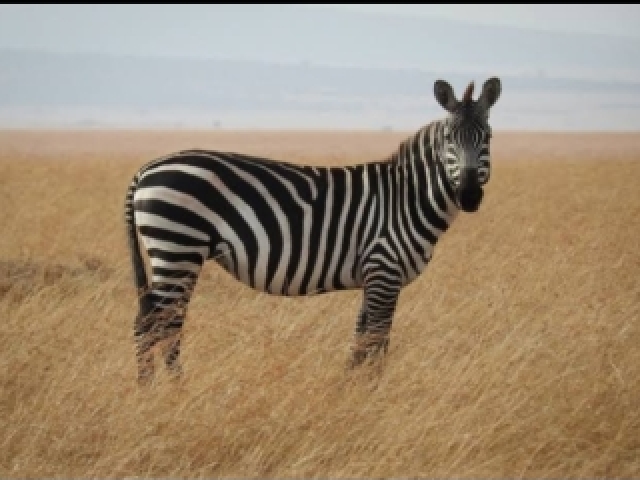 Zebra