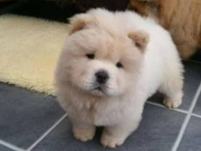 um/a chow chow