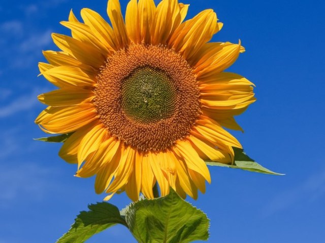 Flor