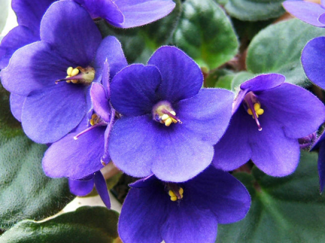 violetas