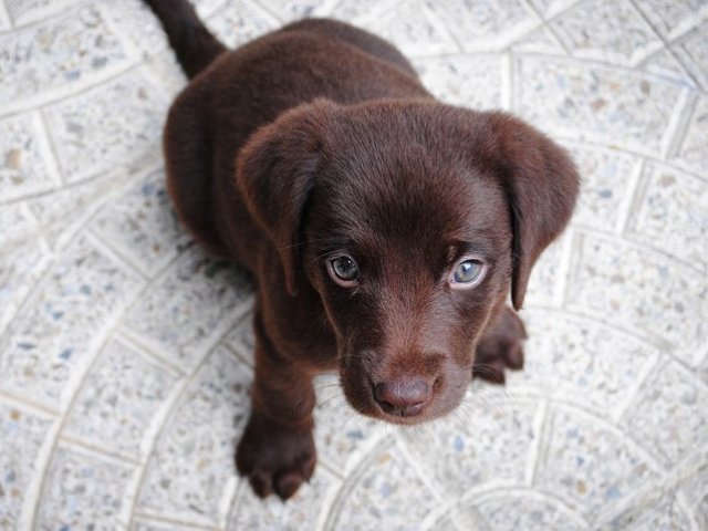 Um cachorrinho fofo