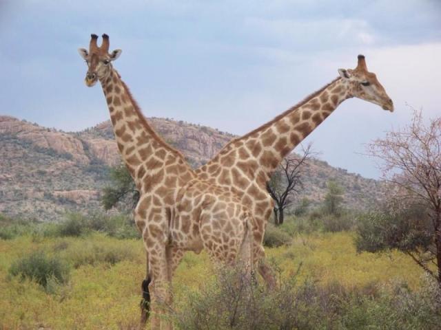 Girafa