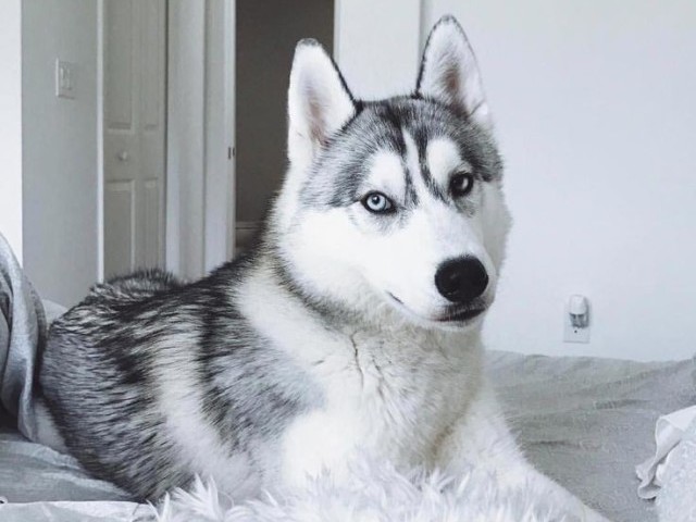 Husky