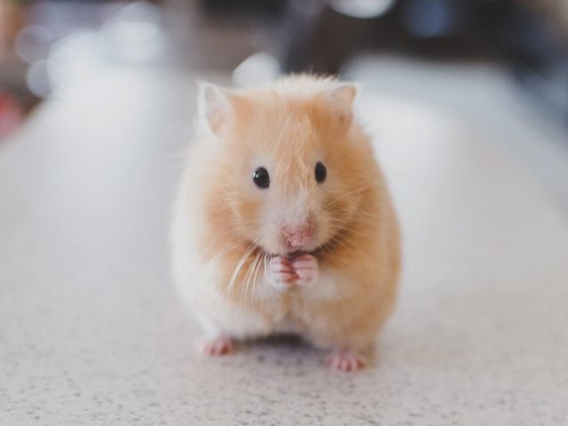 hamster <3