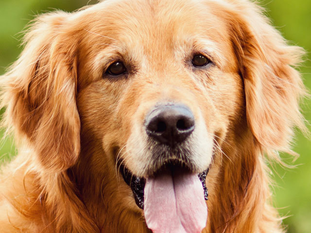 Golden Retrivier