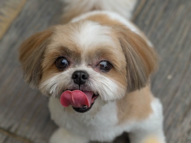 Shih Tzu