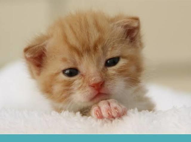 A beleza de um gatinho