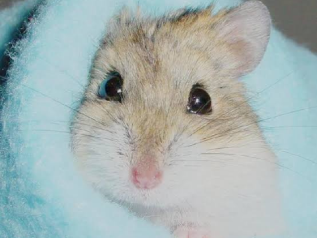 Hamster