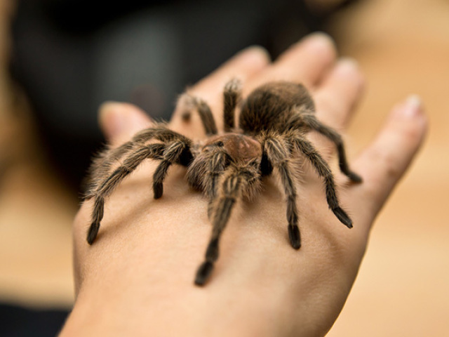 aranha