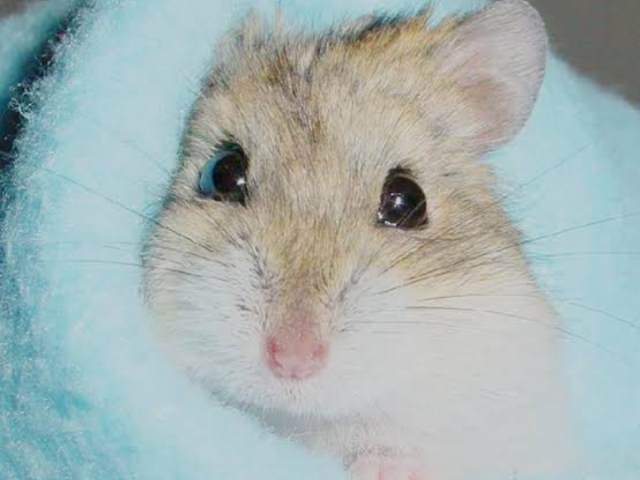 Hamster