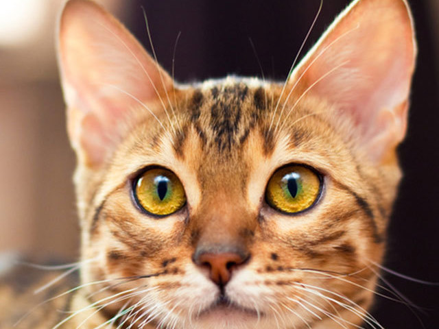 Gato