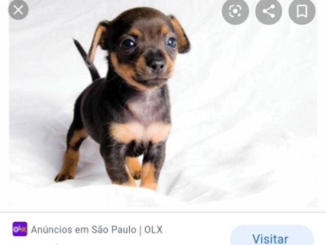 Cachorro