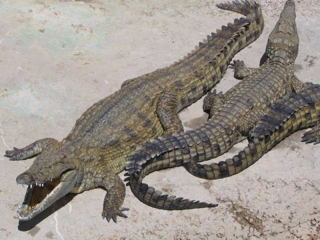 Crocodilo