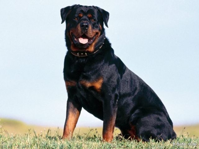 Rottweiler