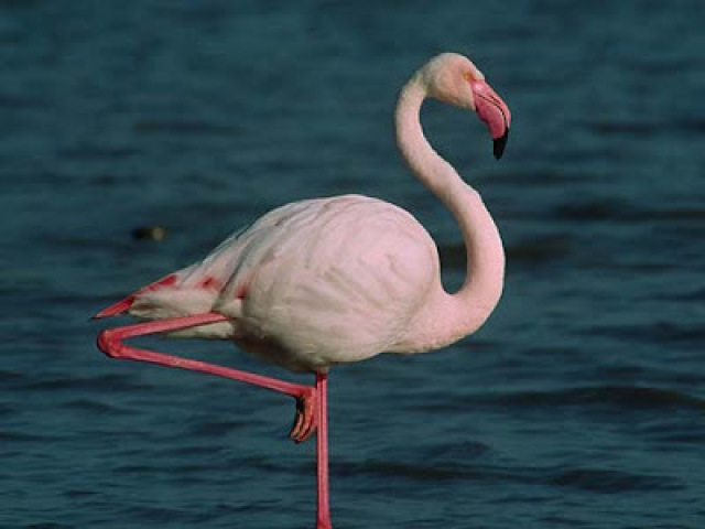 Flamingo