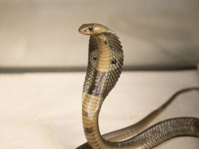 Cobra