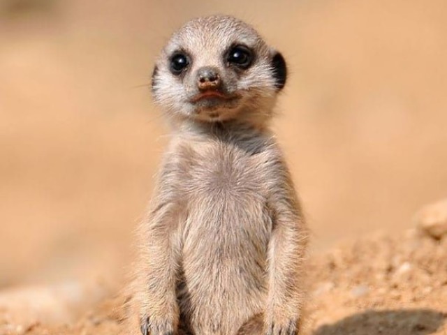 Suricate