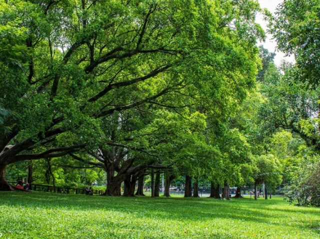 óbvileon que é ir pro parque pra entrar dentro do mato