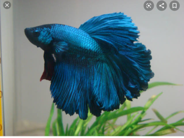 Peixe (betta macho azul)