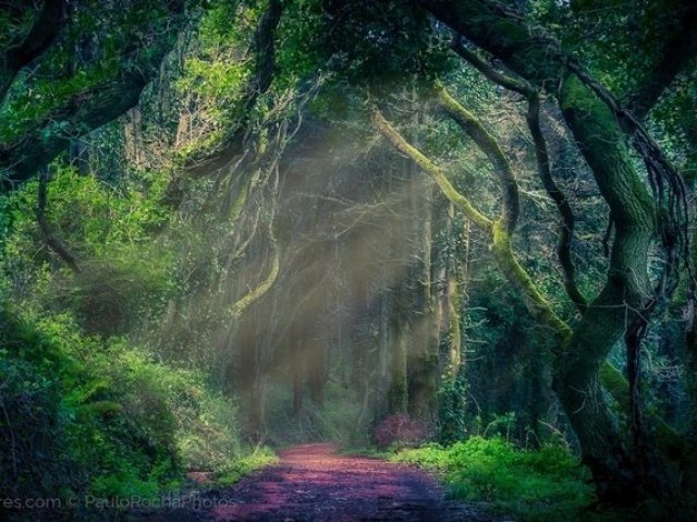 Em um bosque encantado