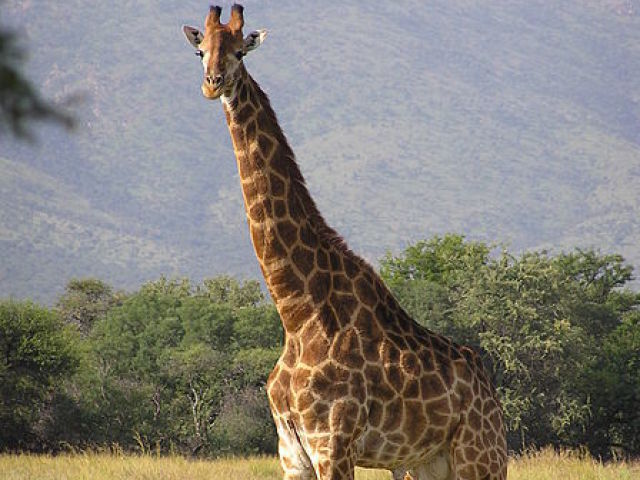 Girafa