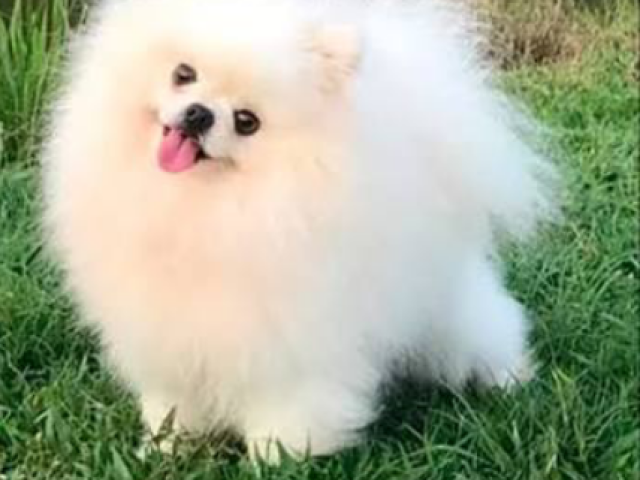 Spitz alemão anão(lulu da pomerania)
