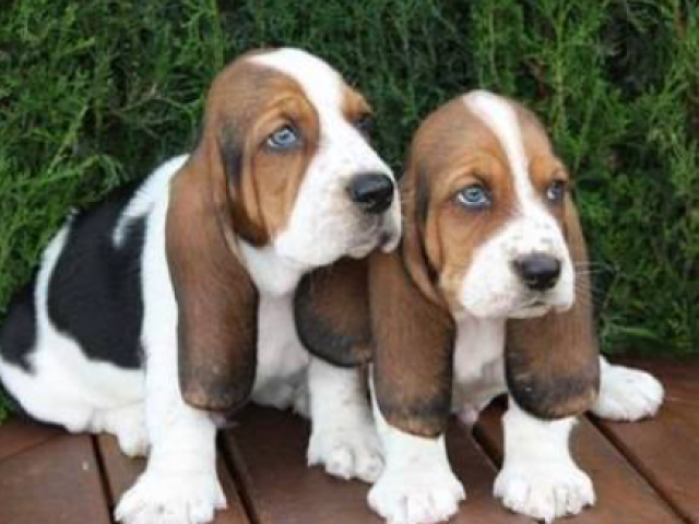 Basset Hound