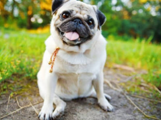 Pug