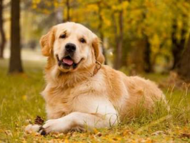 Golden Retriever