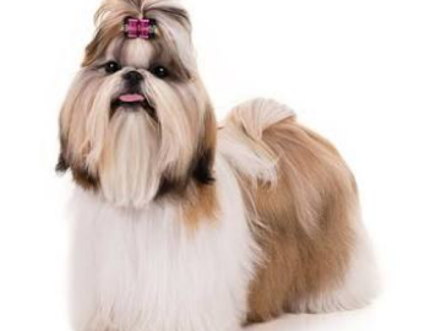 Shih Tzu