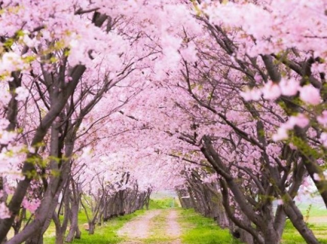 Para combinar com o mv
(Primavera Rosa)