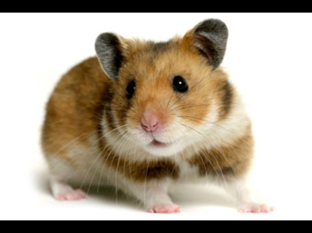 Hamster