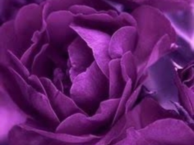 Roxo💜💜💜