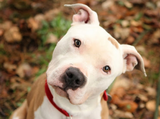 Pitbull