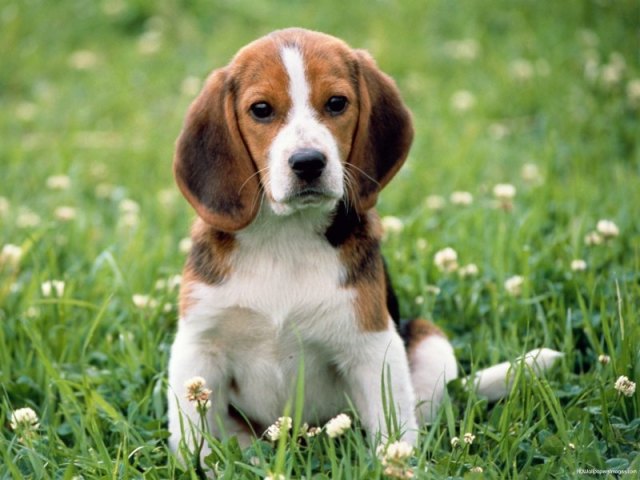 Beagle!