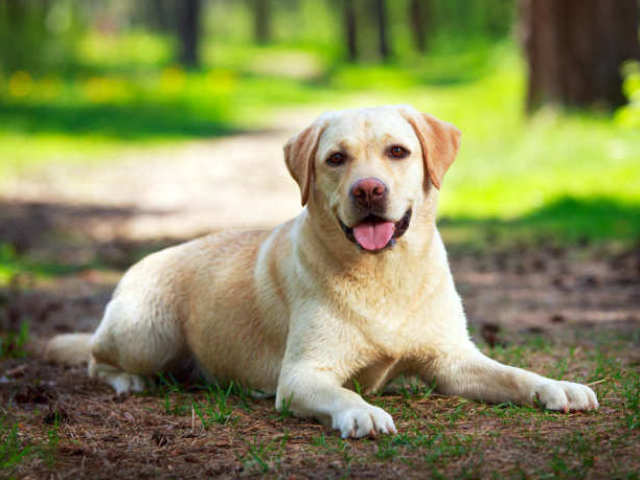Labrador!