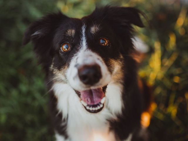 Border Collie!