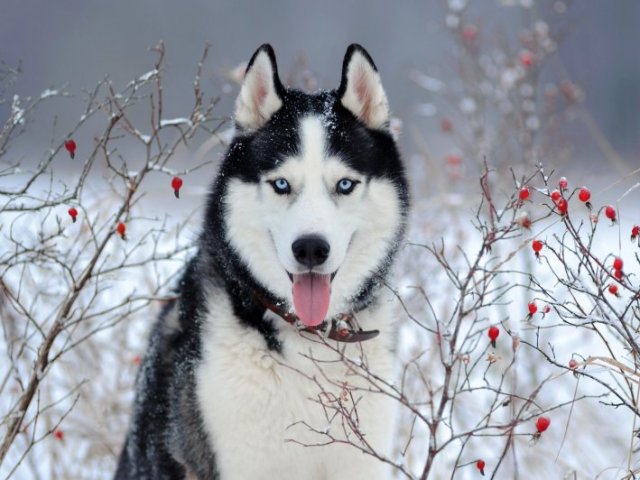 Husky Siberiano!