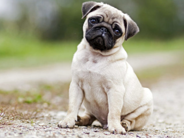 Pug!