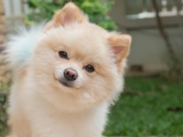 💚LULU DA POMERÂNIA💚
