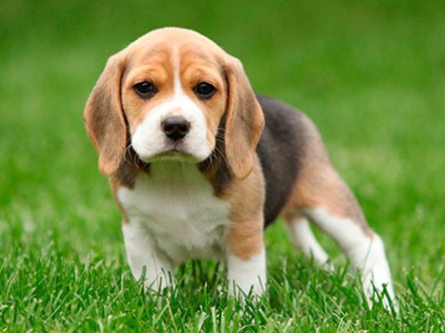 Beagle