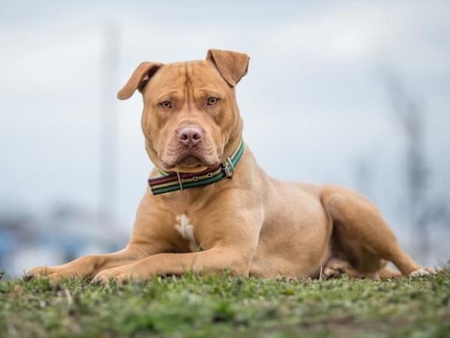 Pitbull