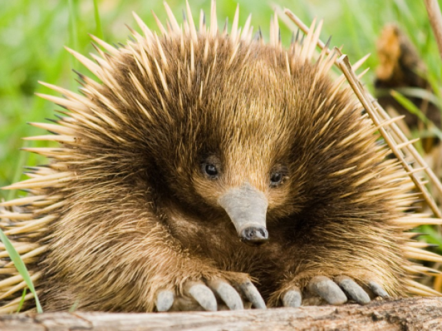 Echidna