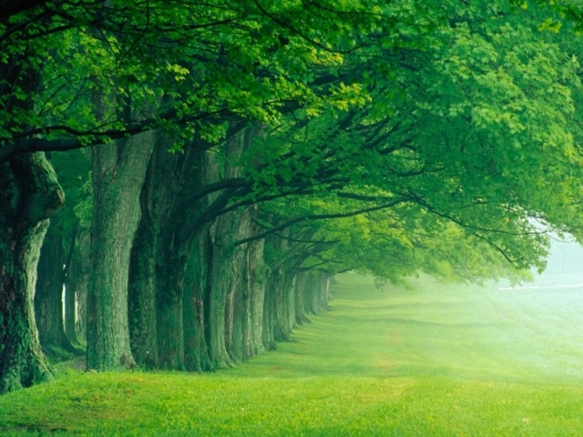 Verde