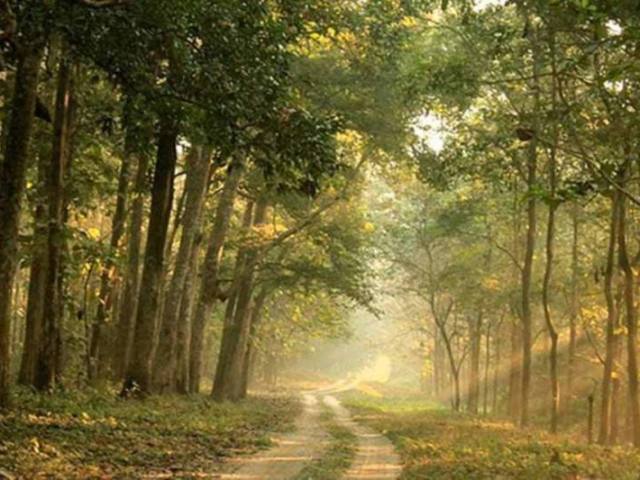 Floresta