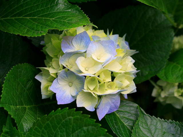 hortensia